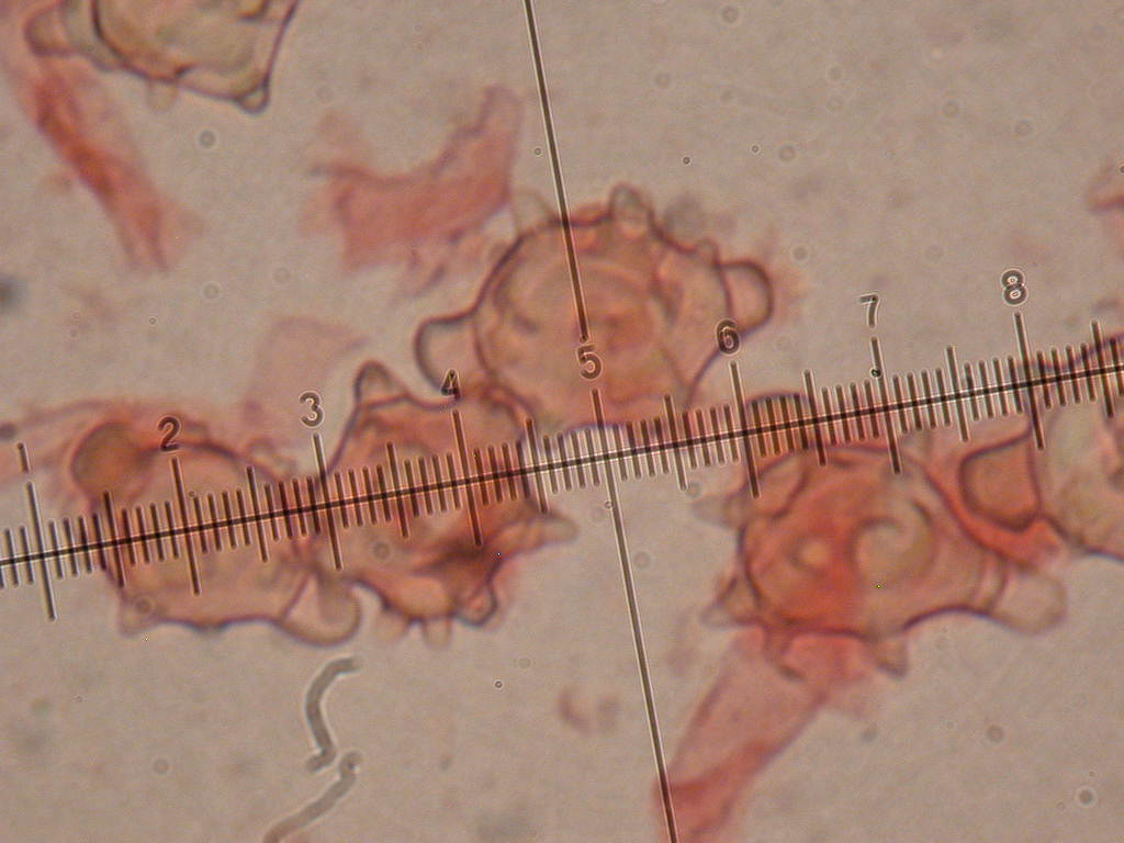 Sar� facile ....  ???   Quizzzz